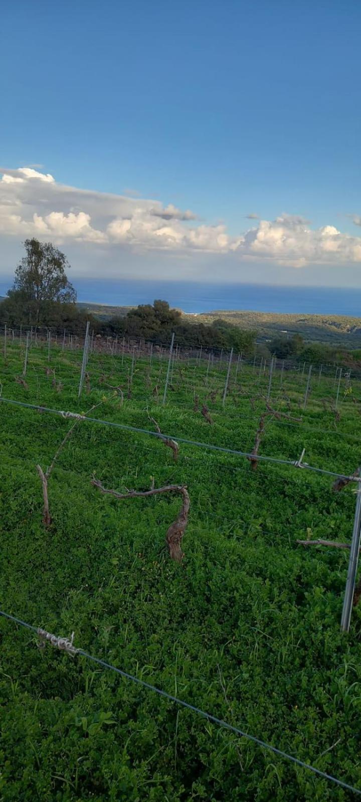 Agriturismo Su Tiresi กาลาโกโนเน ภายนอก รูปภาพ