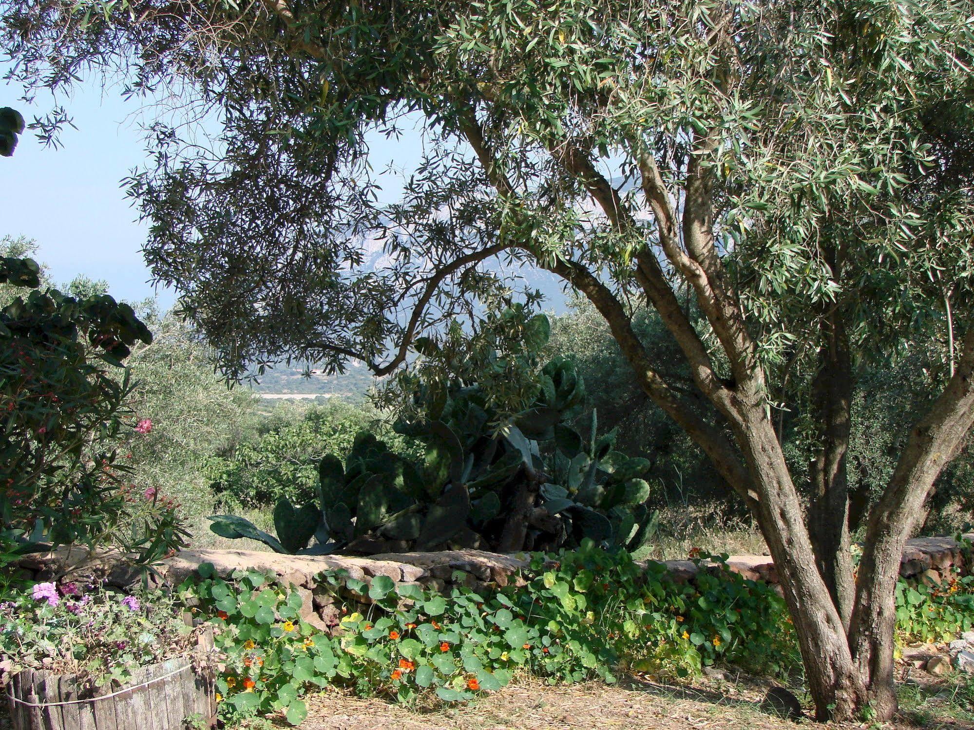Agriturismo Su Tiresi กาลาโกโนเน ภายนอก รูปภาพ