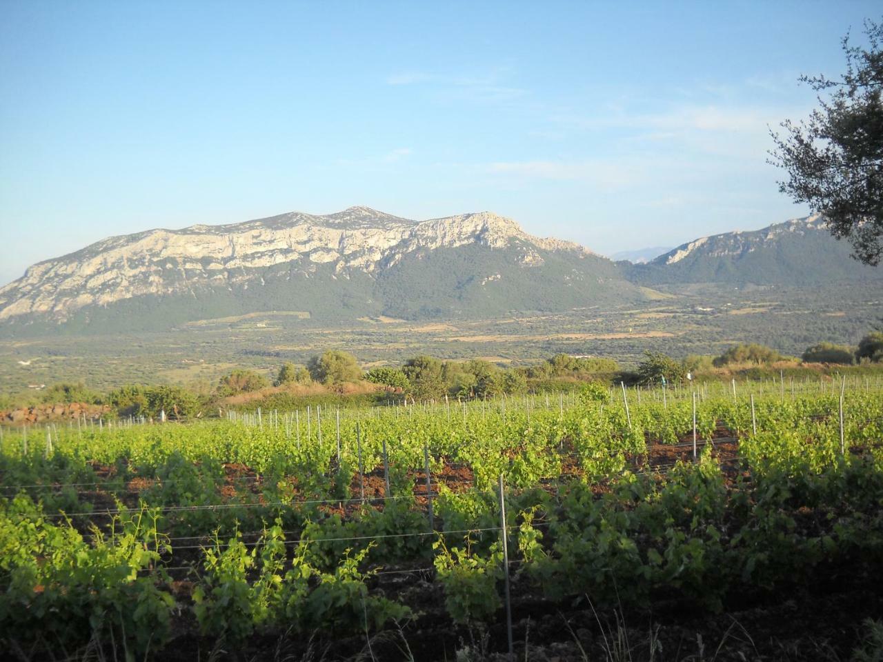 Agriturismo Su Tiresi กาลาโกโนเน ภายนอก รูปภาพ